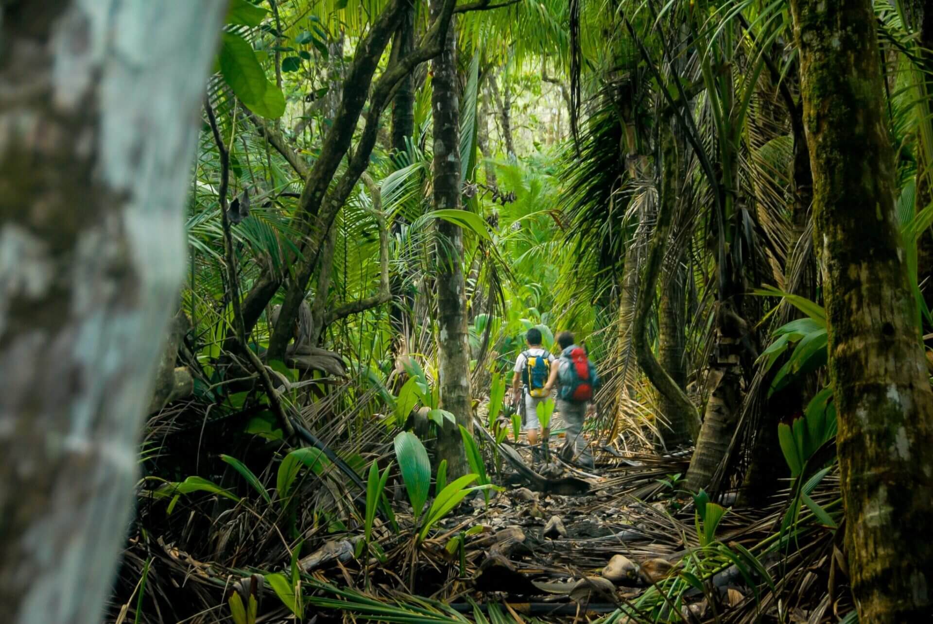 Un parque nacional como un zoológico: Conoce el Parque Nacional Corcovado en Costa Rica