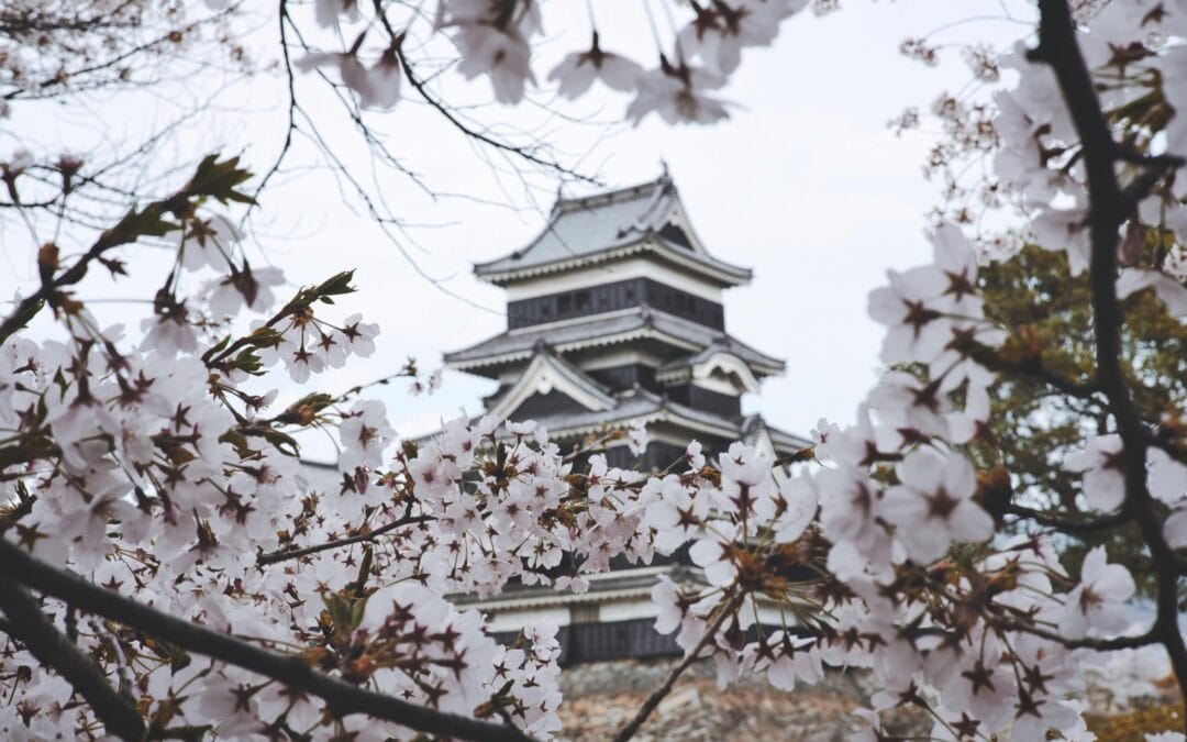 Japón cancela festival de cerezos
